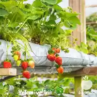 تولید فروش گروبگ توت فرنگی ساده در تهران در گروه خرید و فروش بسته بندی نایلونی در یکمیوه