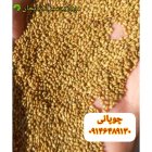 بذر یونجه ساقه بلند بوجاری شده در تکاب در گروه خرید و فروش بذر یونجه در یکمیوه