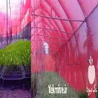 قیمت خرید توری سایبان قرمز در ساری در گروه خرید و فروش توری گلخانه در یکمیوه