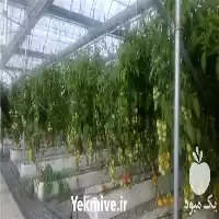 طراحی در تهران در گروه سازنده در یکمیوه