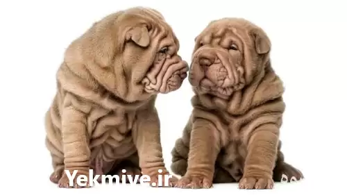 فروش توله سگ شارپی در گروه سگ و گربه در یکمیوه -عکس1