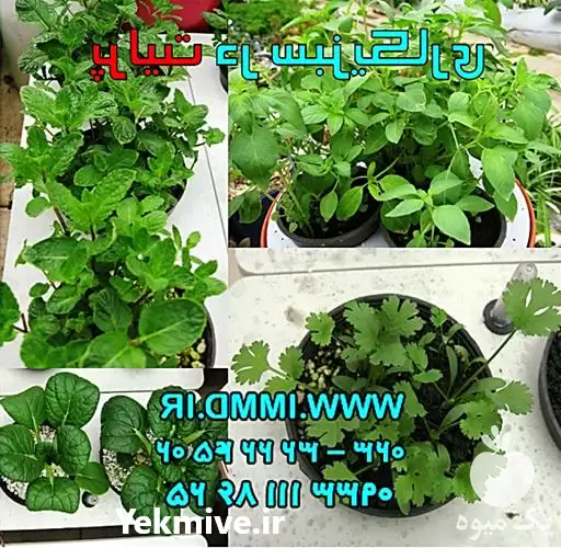 فروش ویژه پرلیت در پرورش انواع در گروه خرید و فروش انواع کود کشاورزی در یکمیوه -عکس1