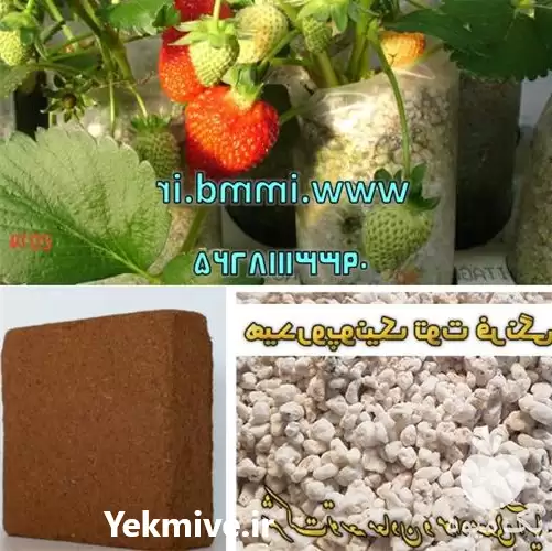 قیمت خرید ویژه پرلیت درشت کوکوپیت در سنندج در گروه خرید و فروش انواع کود کشاورزی در یکمیوه -عکس1