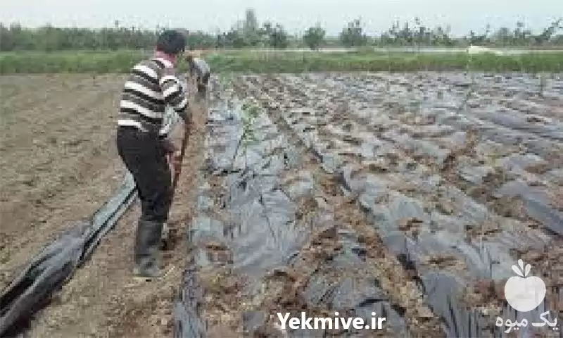 قیمت خرید پخش عمده پلاستیک کشاورزی در ارومیه در گروه خرید و فروش انواع پوشش ها در یکمیوه -عکس1