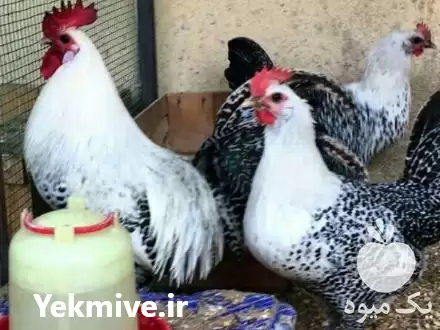 قیمت خرید تخم نطفه دار در ارومیه در گروه انواع تخم ها در یکمیوه -عکس1
