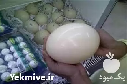 قیمت خرید تخم نطفه دار در ارومیه در گروه انواع تخم ها در یکمیوه -عکس1