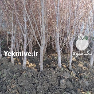 نهال بندار 6 ساله 7 ساله بزرگ عمده در کرج در گروه خرید و فروش نهالستان در یکمیوه -عکس3