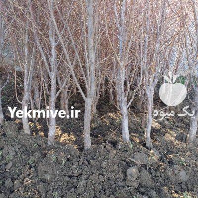 نهال بندار 6 ساله 7 ساله بزرگ عمده در کرج در گروه خرید و فروش نهالستان در یکمیوه -عکس2