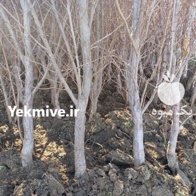 نهالهای بندار قوی مچ دست دسته در گروه خرید و فروش نهالستان در یکمیوه -عکس2