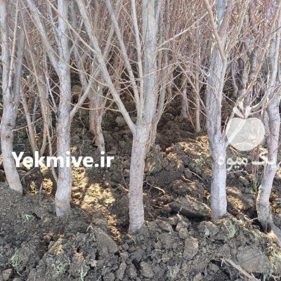 نهالهای بندار قوی مچ دست دسته در گروه خرید و فروش نهالستان در یکمیوه -عکس4