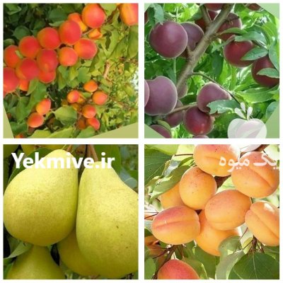 نهال کاشت نهال درخت زردآلو در گروه خرید و فروش نهال در یکمیوه -عکس4