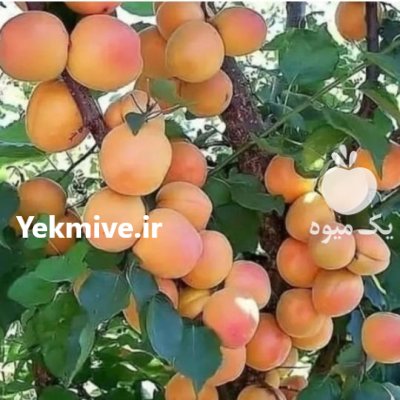 زردآلو پرتغالی با نهال زردآلو عسگرآبادی در ارومیه در گروه خرید و فروش نهال در یکمیوه -عکس3