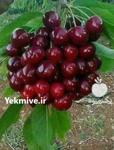 گیلاس خوشا ای نهال گیلاس تکدانه در بوکان در گروه خرید و فروش نهال میوه در یکمیوه -عکس3