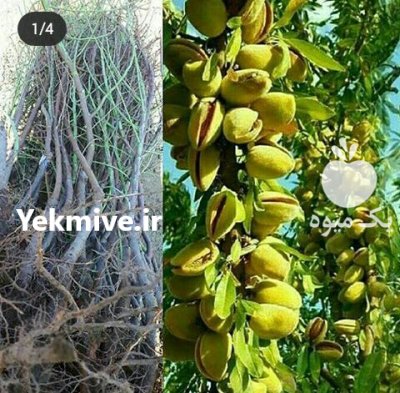 بادام خوشه ای کاشت نهال بادام در گروه خرید و فروش نهال بادام در یکمیوه -عکس4