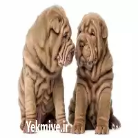 فروش توله سگ شارپی در گروه سگ و گربه در یکمیوه