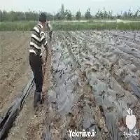 قیمت خرید پخش عمده پلاستیک کشاورزی در ارومیه در گروه خرید و فروش انواع پوشش ها در یکمیوه