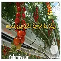 قیمت خرید بستر کشت گوجه فرنگی در تهران در گروه خرید و فروش انواع کود کشاورزی در یکمیوه