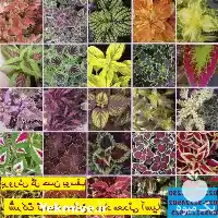 قیمت خرید بستر کشت هیدروپونیک گل در تهران در گروه خرید و فروش انواع کود کشاورزی در یکمیوه