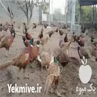 فروش تخم قرقاول به سراسر ایران در ارومیه در گروه انواع تخم ها در یکمیوه