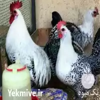 قیمت خرید تخم نطفه دار در ارومیه در گروه انواع تخم ها در یکمیوه