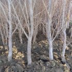 نهال بندار 6 ساله 7 ساله بزرگ عمده در کرج در گروه خرید و فروش نهالستان در یکمیوه