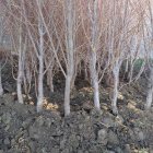 نهالهای بندار قوی مچ دست دسته در گروه خرید و فروش نهالستان در یکمیوه