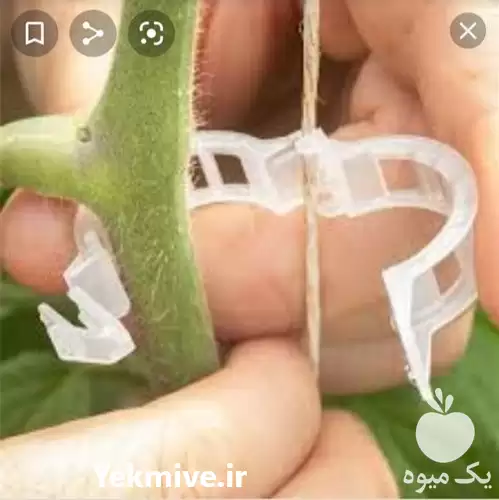 قیمت خرید بست بوته گلخانه ای در تهران در گروه خرید و فروش تجهیزات گلخانه در یکمیوه -عکس1