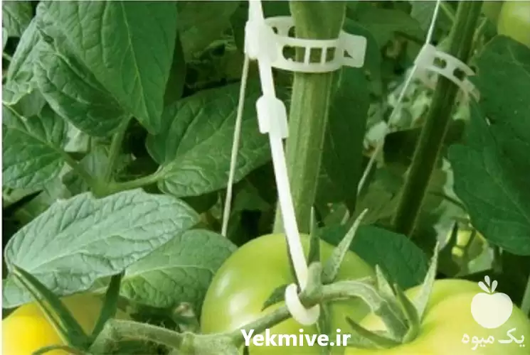 فروش بست بوته سایز 27 در گروه خرید و فروش تجهیزات گلخانه در یکمیوه -عکس1