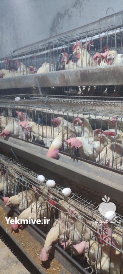 مرغ هلندی مرغ تخمگذار مرغ محلی در شهریار در گروه مرغ و خروس و بوقلمون و اردک قو قاز در یکمیوه -عکس1