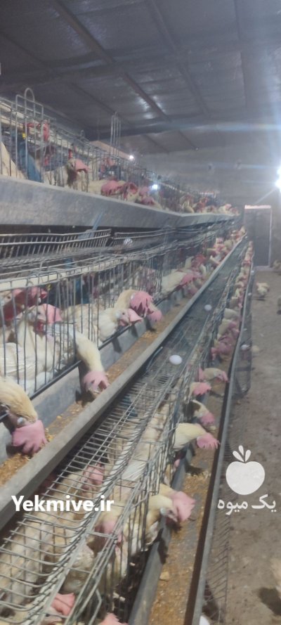 مرغ هلندی مرغ تخمگذار مرغ محلی در شهریار در گروه مرغ و خروس و بوقلمون و اردک قو قاز در یکمیوه -عکس2