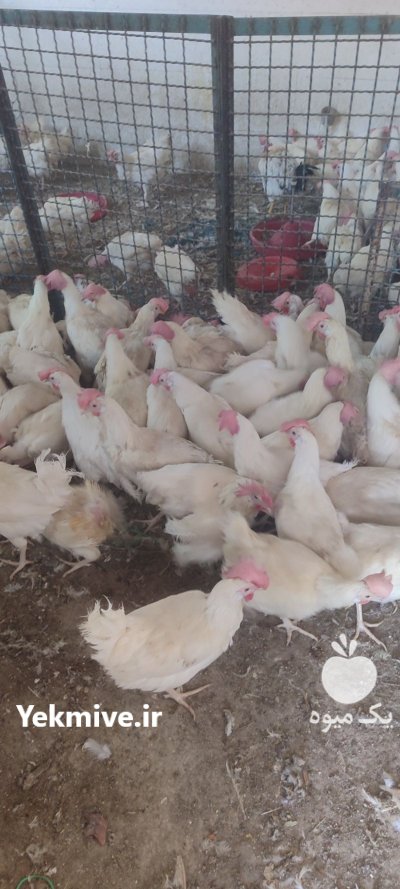 مرغ هلندی مرغ تخمگذار مرغ محلی در شهریار در گروه مرغ و خروس و بوقلمون و اردک قو قاز در یکمیوه -عکس4
