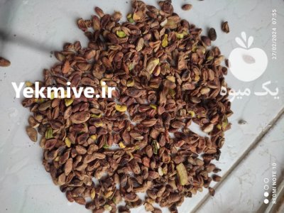 مغز پسته امسال گندمی ریز و مغز در رفسنجان در گروه خرید و فروش پسته در یکمیوه -عکس1