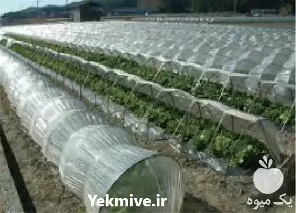 فروش تولید نایلون کشاورزی عرضه بهترین در تبریز در گروه خرید و فروش انواع پوشش ها در یکمیوه -عکس1