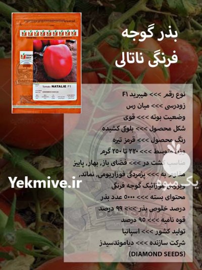 بذر گوجه فرنگی ناتالی در گروه خرید و فروش بذر گوجه در یکمیوه -عکس1