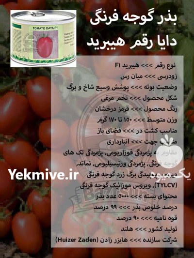 بذر گوجه فرنگی دایا رقم هیبرید در گروه خرید و فروش بذر گوجه در یکمیوه -عکس1