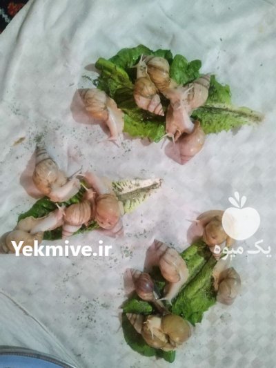 حلزون از 4 سانت تا 8 سانت جهت فروش در چناران در گروه انواع محصولات شیلات در یکمیوه -عکس1