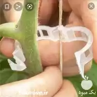 قیمت خرید بست بوته گلخانه ای در تهران در گروه خرید و فروش تجهیزات گلخانه در یکمیوه