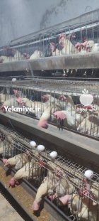 مرغ هلندی مرغ تخمگذار مرغ محلی در شهریار در گروه مرغ و خروس و بوقلمون و اردک قو قاز در یکمیوه