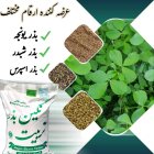 فروش بذر یونجه درجه یک در خرم‌ آباد در گروه خرید و فروش بذر یونجه در یکمیوه