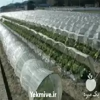 فروش تولید نایلون کشاورزی عرضه بهترین در تبریز در گروه خرید و فروش انواع پوشش ها در یکمیوه