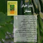 بذر خیار ممتاز در ارومیه