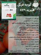 بذر گوجه فرنگی هیبرید 4129 در ارومیه