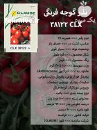 بذر گوجه فرنگی CLX 38122 در ارومیه