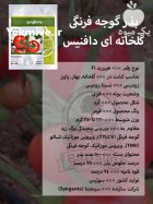 بذر گوجه فرنگی گلخانه ای دافنیس در ارومیه
