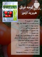بذر گوجه فرنگی هیبرید ازمیر