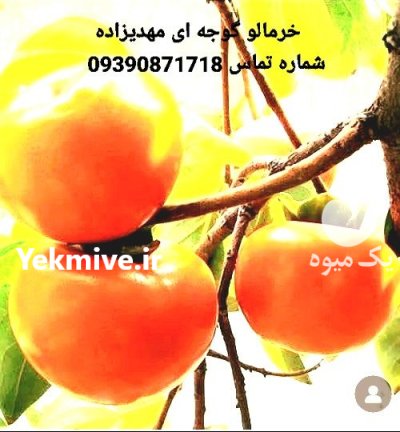 نهال های خاص مهدیزاده در تهران در گروه خرید و فروش نهال در یکمیوه -عکس1