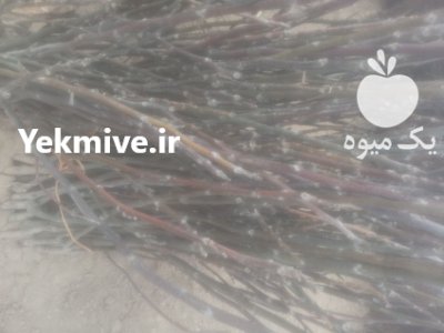 نهال های خاص مهدیزاده در تهران در گروه خرید و فروش نهال در یکمیوه -عکس2