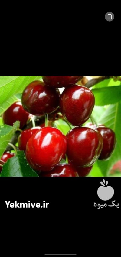 نهال های خاص مهدیزاده در تهران در گروه خرید و فروش نهال در یکمیوه -عکس4