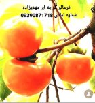 نهال های خاص مهدیزاده در تهران در گروه خرید و فروش نهال در یکمیوه