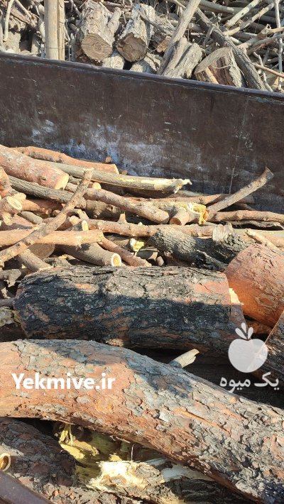 خریدار چوب درخت چوب باغی در شهریار در گروه خرید و فروش چوب درخت در یکمیوه -عکس1